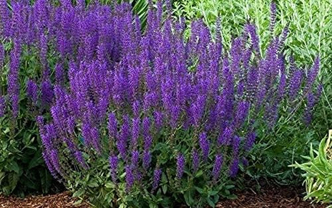 100PCS Seeds May Night Blue Salvia Meadow Sage Organic Ornamental Perennial Flowers Seed Planting Outdoors Garden