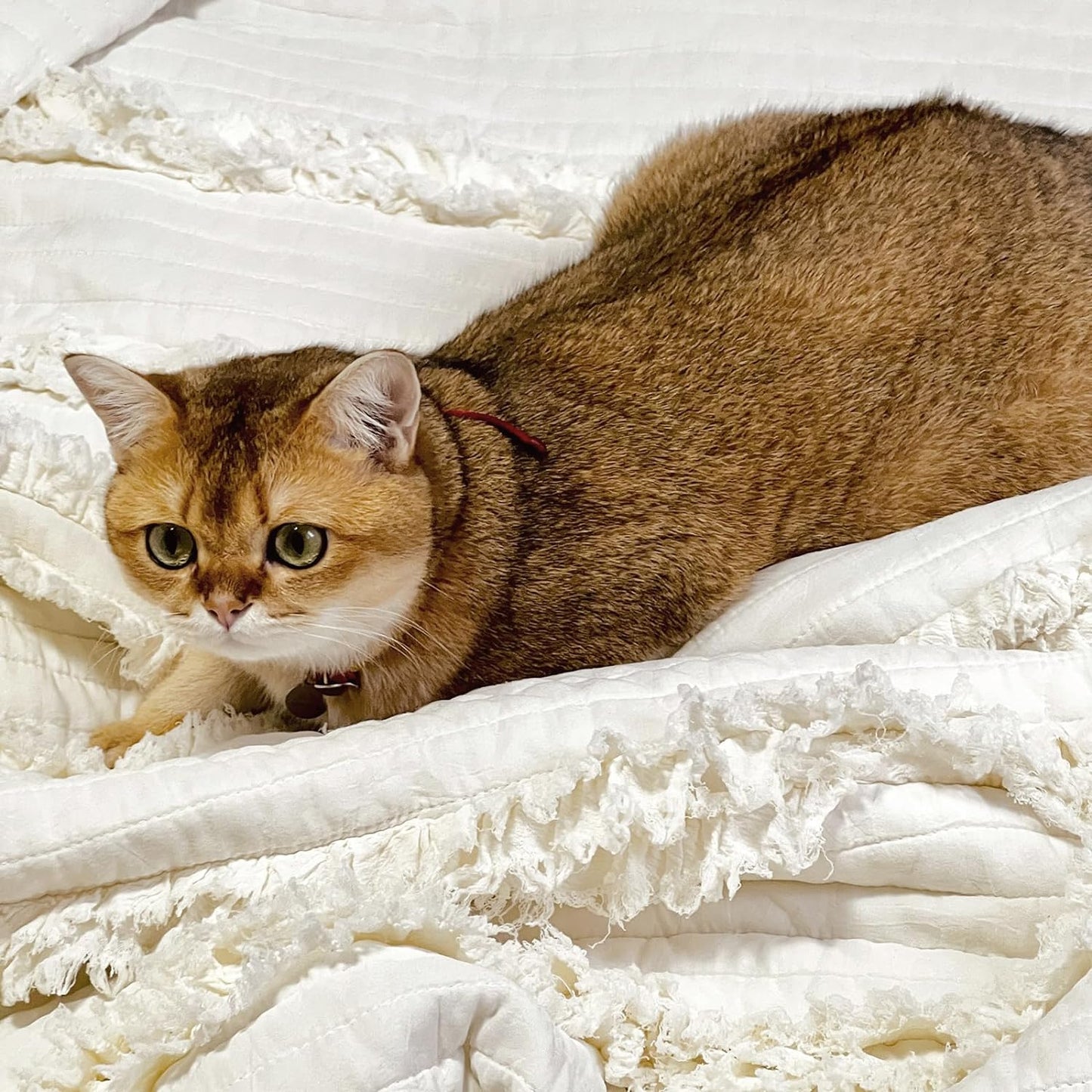 Ultra Soft Pre-Washed Warm Quilted Throw Blanket, Ruffle Fringed Cream Boho Decorative Throw, Stone Washed Chic Rustic Blanket for Sofa Couch Bed Chair, 50"X 60"