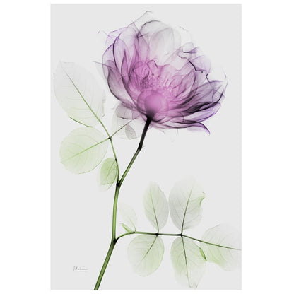 FramelessTempered Glass Wall Art, Decorative Art for Wall, X-ray Pink Rose Print, Living Room, Bedroom, Home Office, Ready to Hang, 48" x 32"
