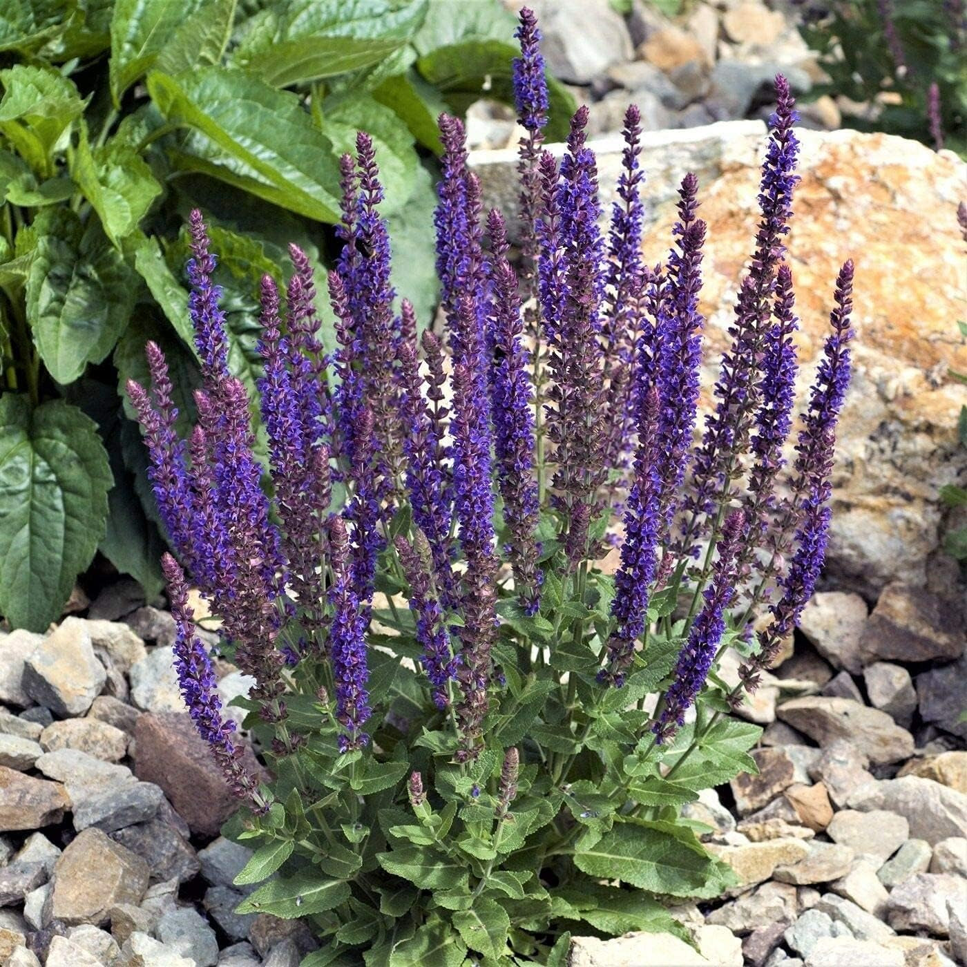 100PCS Seeds May Night Blue Salvia Meadow Sage Organic Ornamental Perennial Flowers Seed Planting Outdoors Garden