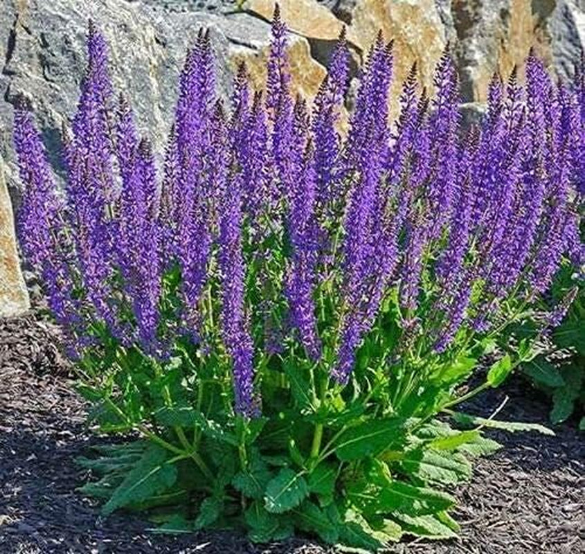 100PCS Seeds May Night Blue Salvia Meadow Sage Organic Ornamental Perennial Flowers Seed Planting Outdoors Garden