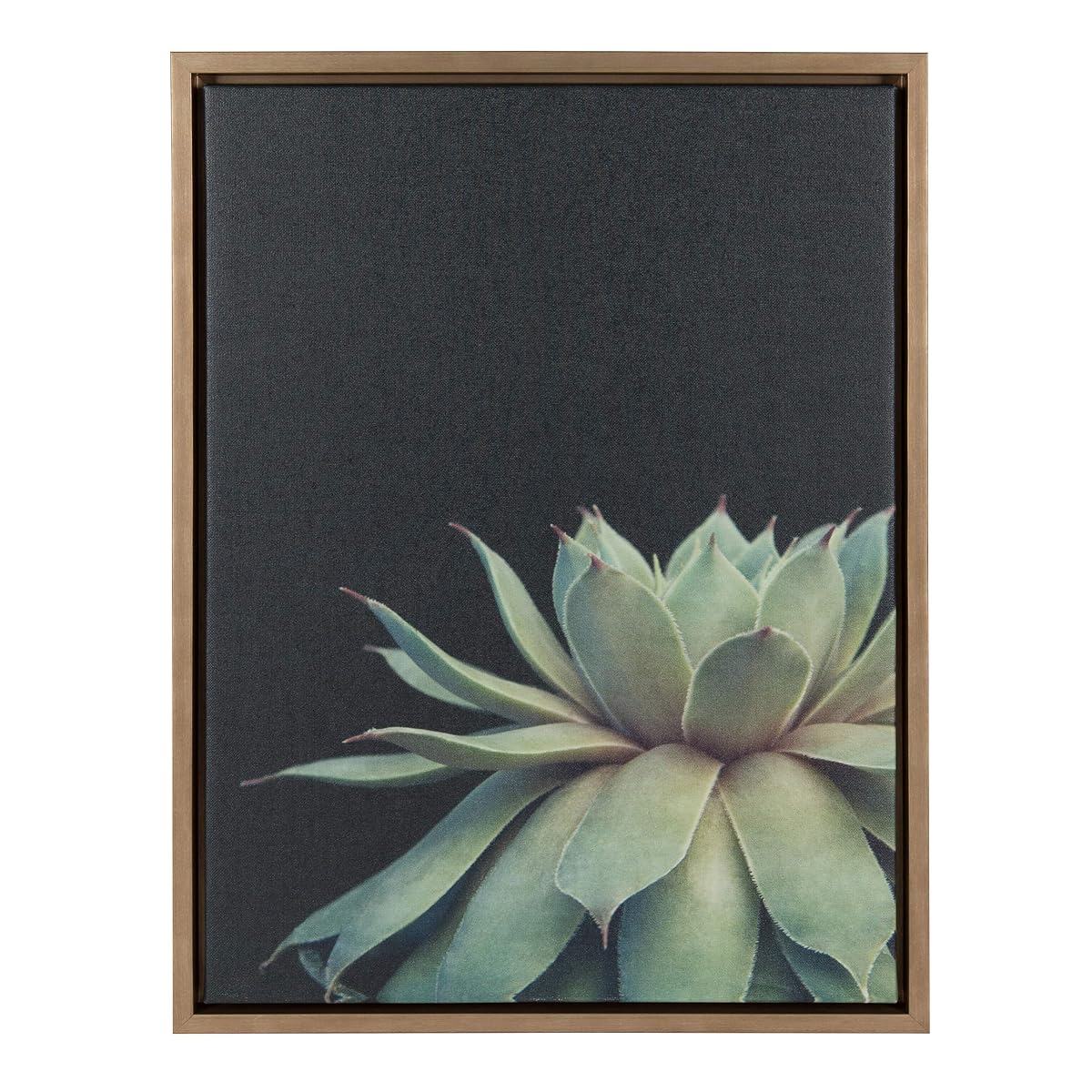 Sylvie Succulent Plant Framed Canvas Wall Art, Botanical Green with Black Background, 18x24 Gold