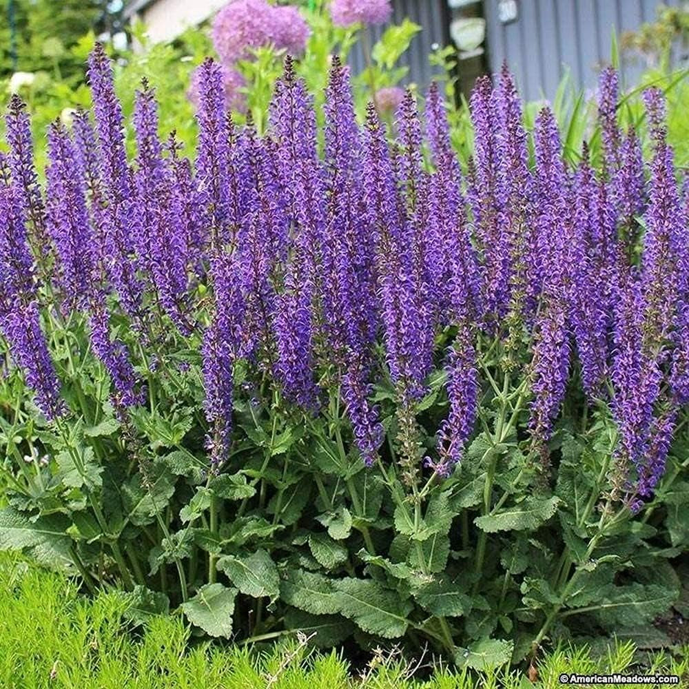 100PCS Seeds May Night Blue Salvia Meadow Sage Organic Ornamental Perennial Flowers Seed Planting Outdoors Garden