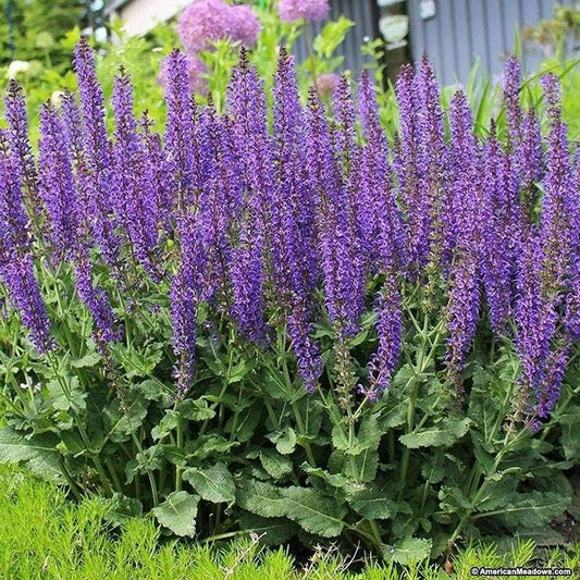 100PCS Seeds May Night Blue Salvia Meadow Sage Organic Ornamental Perennial Flowers Seed Planting Outdoors Garden